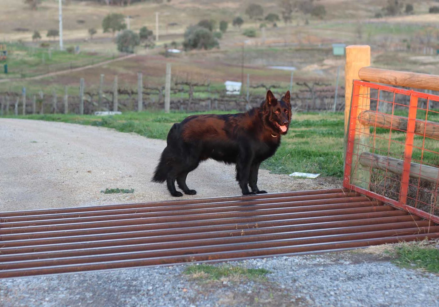 A black dog near a cattle grid